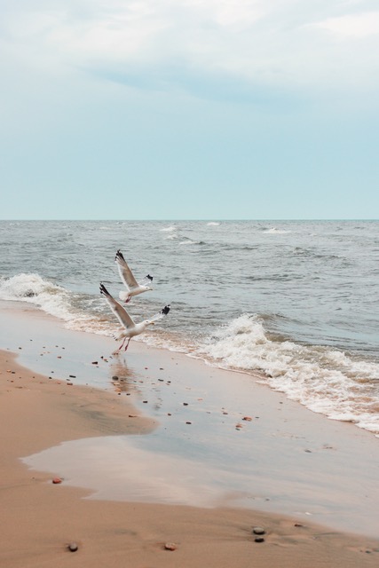 Wolność i rytm – ptaki nad spokojnym oceanem. Ruch, wolność i lekkość – ptaki przy brzegu morza