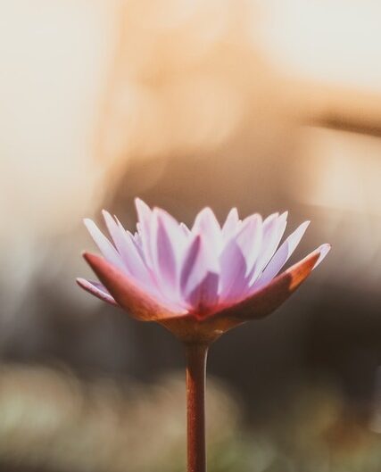 Lotos w wodzie – symbol ciszy, czystości i wewnętrznego ruchu