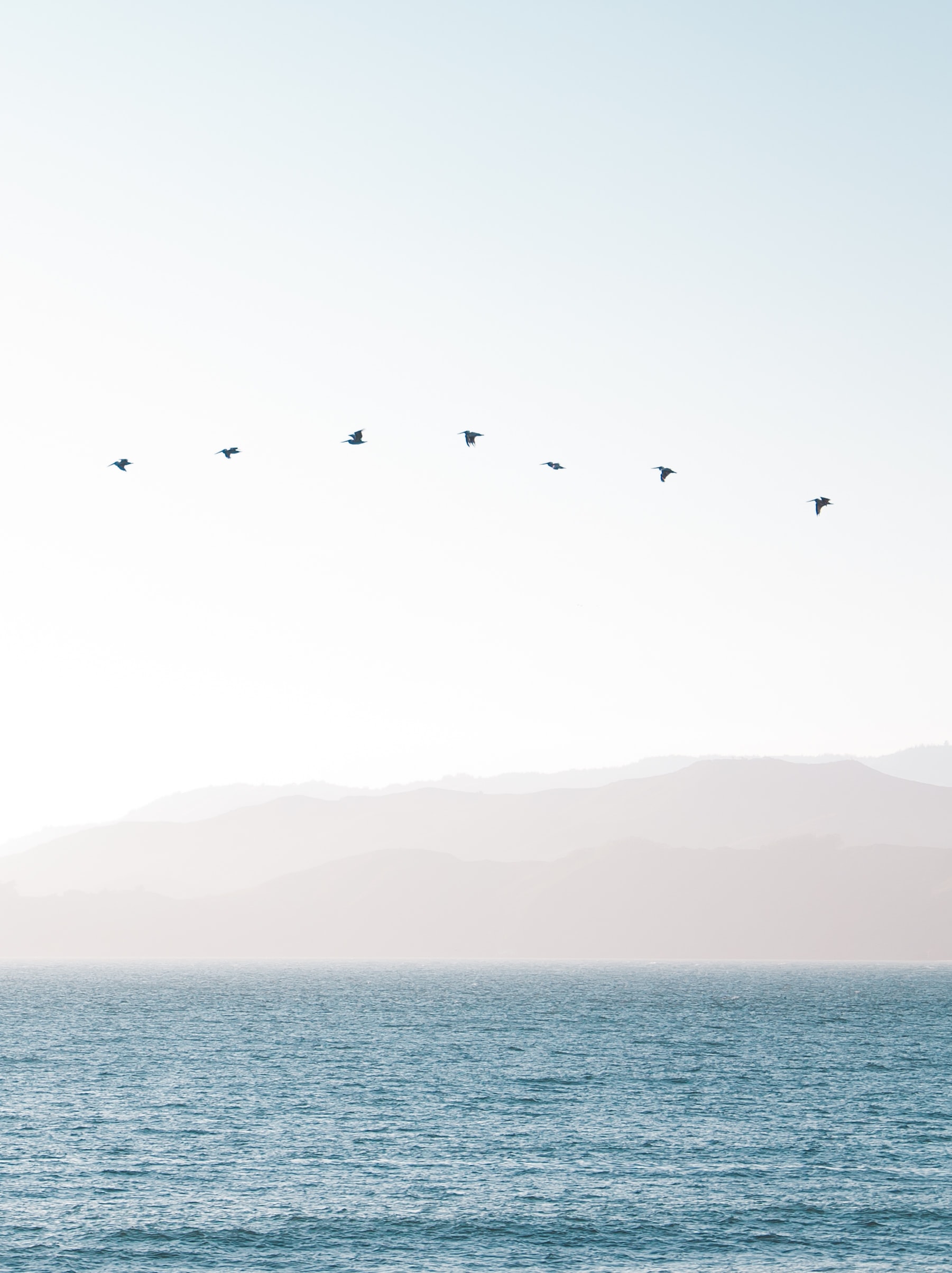 Wolność i rytm – ptaki nad spokojnym oceanem. Ruch, wolność i lekkość – ptaki przy brzegu morza